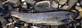 Arctic Grayling (Thymallus arcticus)
