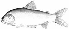 Broad Whitefish (Coregonus nasus)