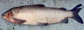 Broad Whitefish (Coregonus nasus)