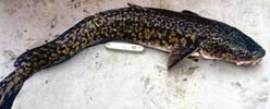 Burbot (Lota lota)