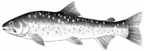 Dolly Varden (Salvelinus malma) 
