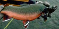 Dolly Varden (Salvelinus malma) 