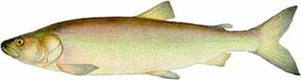 Inconnu (Stenodus leucichthyes) 
