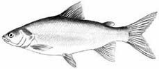 Lake Whitefish (Coregonus clupeaformis) 