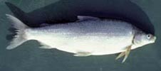 Lake Whitefish (Coregonus clupeaformis) 