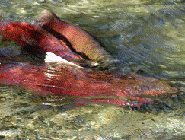 Fisheries Management