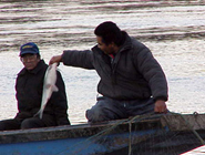 Fisheries Research Projects