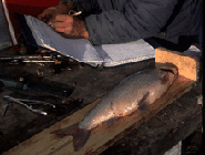Fisheries Management