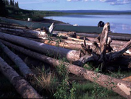 Forestry Research & Management Projects