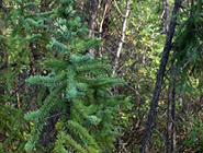 Forestry Research & Management Projects