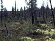 Forestry Research & Management Projects