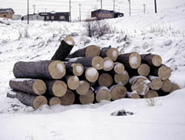 Forestry Research & Management Projects