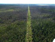 Forestry Research & Management Projects