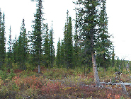 Forestry Research & Management Projects