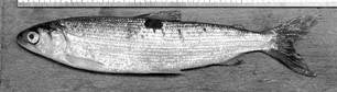 Arctic Cisco (Coregonus autumnailis) 