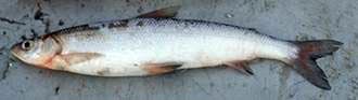 Least cisco (Coregonus sardinella)
