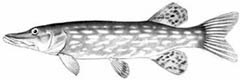 Northern Pike (Esox lucius) 