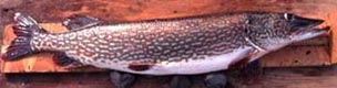 Northern Pike (Esox lucius) 