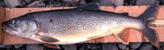 Lake Trout (Salvelinus namaycush) 