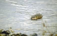 Beaver
