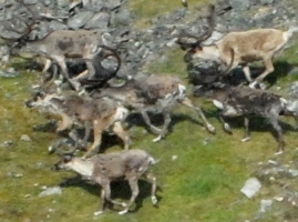 Porcupine Caribou
