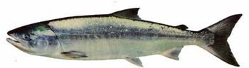 Chum Salmon (Oncorhyncus keta)