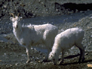 Dall's Sheep