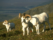 Dall's Sheep