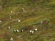 Dall's Sheep
