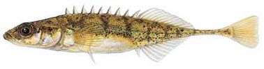 Nine-spine stickleback (Pungitius pungitius)
