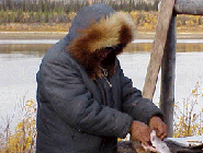 Gwich'in Traditional Knowledge Projects 