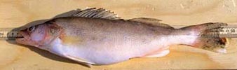 Walleye (Stizodeum vitreum)